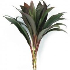 Cordyline Terminalis Red Tops