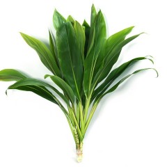 Cordyline Tricolor Green Tops