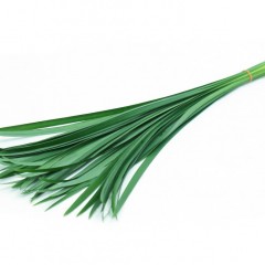 Miscanthus Green Leaves