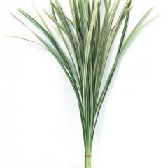 Miscanthus White Leaves