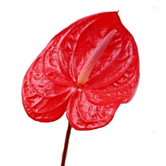 Anthurium Andreanum Red Flowers