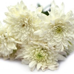 Chrysanthemum Flower (White)