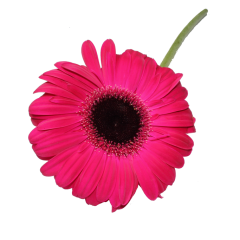 Gerbera Flower (Pink)