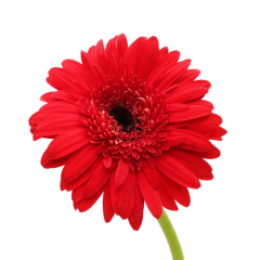 Gerbera Flower (Red)