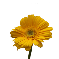 Gerbera Flower (Yellow)